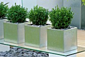 GALVANISED METAL CONTAINERS PLANTED WITH BOX (BUXUS SEMPERVIRENS) IN MODERN GARDEN DESIGNED BY WYNNIATT-HUSEY CLARKE