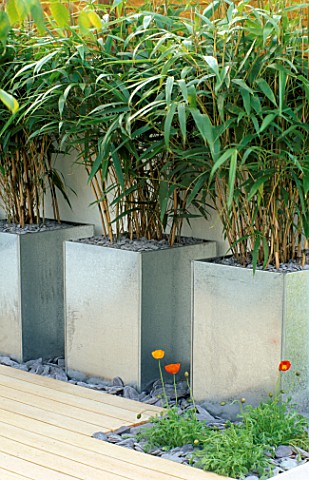 GALVANISED_METAL_CONTAINER_PLANTED_WITH_PSEUDOSASA_JAPONICA_IN_MODERN_GARDEN_DESIGNED_BY_WYNNIATTHUS