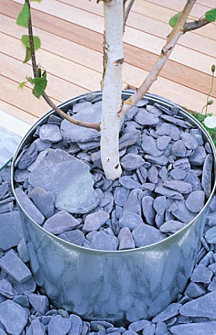 GALVANISED_METAL_CONTAINER_PLANTED_WITH_BETULA_UTILIS_AND_BLACK_SLATE_IN_MODERN_GARDEN_DESIGNED_BY_W