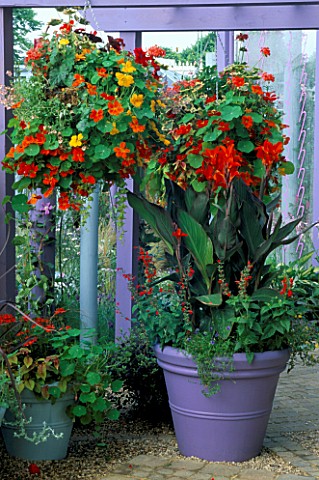 HANGING_BASKET_OF_MIXED_TROPAEOLUMS__PURPLE_CONTAINER_WITH_CANNA_ASSAUT__SALVIA_COCCINEA_LADY_IN_RED
