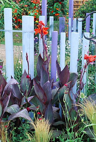 BLUE_AND_PURPLE_TIMBER_FENCING_WITH_CANNA_ASSAUT_IN_GARDENING_WHICH_MET_POLICE_A_SAFE_HAVEN_HAMPTON_