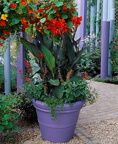 MAUVE_CONTAINER_WITH_CANNA_ASSAUT__SALVIA_COCCINEA_LADY_IN_RED_WITH_BLUE_POLES__HANGING_BASKET_OF_MI