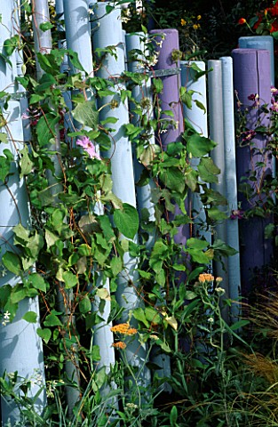 BLUE_AND_MAUVE_POLES_FORM_A_FENCE_COVERED_IN_CLEMATIS_PERLE_DAZUR_GARDENING_WHICH_MET_POLICE_A_SAFE_