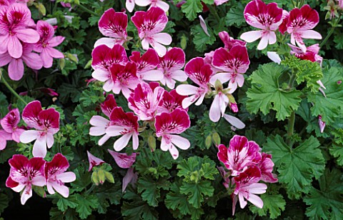 PELARGONIUM_RUBY_ORCHID