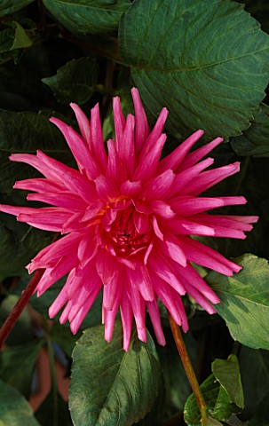 CLOSE_UP_OF_DAHLIA_PIPERS_PINK