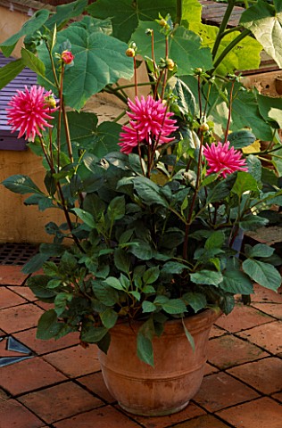 TERRACOTTA_CONTAINER_ON_PATIO_PLANTED_WITH_DAHLIA_PIPERS_PINK_IN_BACKGROUND_IS_PAULOWNIA_TOMENTOSA_T