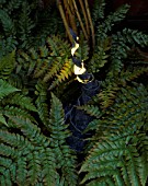 LEADED LIGHT. FIBREOPTIC FITTING IN COILED  HAMMERED LEAD DESIGNED BY MIKE CEDAR & MADE BY REBECCA KEAST. SURROUNDED BY FERN.
