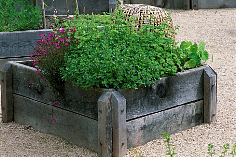 RAISED_BED_IN_THE_HERB_GARDEN_MADE_IN_ENGLISH_OAK__WITH_CHINESE_CANE_CLOCHE__DIANTHUS__VARIOUS_TEUCR