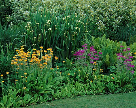 BORDER_NEXT_TO_THE_LAWN_WITH_NATURALISED_CANDELABRA_PRIMULAS__MATTEUCCIA_STRUTHIOPTERIS_AND_TALL_IRI