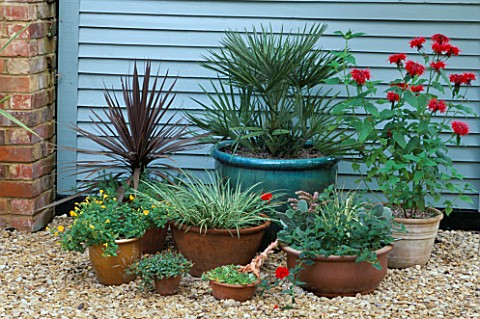 MIXED_CONTAINERS_WITH_MONARDA_CAMBRIDGE_SCARLET__CHAMAEROPS_HUMILIS_AND_PHORMIUM_IN_FRONT_OF_LIGHT_B