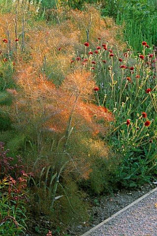 PERENNIAL_PLANTING_IN_WALLED_GARDEN_BY_CHRISTOPHER_BRADLEYHOLE_FOENICULUM_VULGARE_PURPUREUM_WITH_KNA