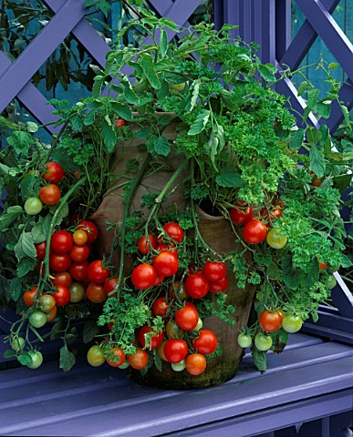 CONTAINER_TOMATO_TUMBLER_AND_PARSLEY_IN_TERRACOTTA_STRAWBERRY_POT_NICHOLS_GARDEN__READING