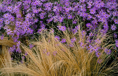 PERENNIAL_PLANTING_BY_CHRISTOPHER_BRADLEYHOLE_STIPA_TENUISSIMA_AND_ASTER_X_FRIKARTII_MONCH