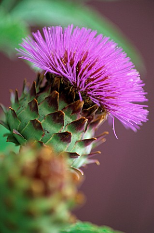 A_GLOBE_ARTICHOKE__CYNARA_CARDUNCULUS