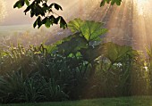 EARLY MORNING MISTY RAYS OF SUNSHINE OVER GUNNERA MANICATA. NYEWOOD HOUSE  WEST SUSSEX.