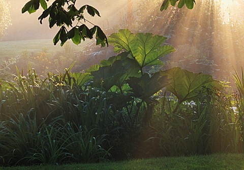 EARLY_MORNING_MISTY_RAYS_OF_SUNSHINE_OVER_GUNNERA_MANICATA_NYEWOOD_HOUSE__WEST_SUSSEX