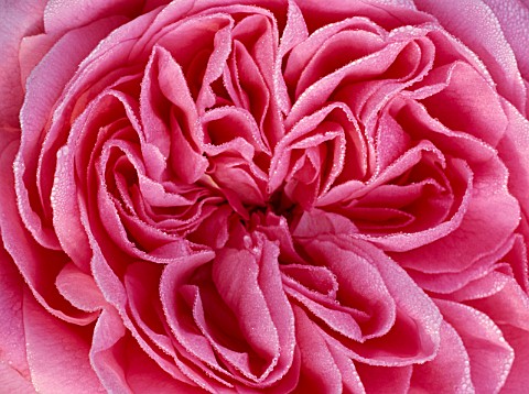 DETAIL_OF_THE_CENTRE_OF_PINK_ROSA_GERTRUDE_JEKYLL_NYEWOOD_HOUSE__WEST_SUSSEXNEW_SHOOTS_P29