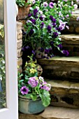 VIEW OUT OF THE KITCHEN DOOR TO STEPS WITH GROUP OF POTS PLANTED WITH PANSIES  NICOTIANA LIME GREEN  AND PRIMULAS. LISETTE PLEASANCES LONDON GARDEN