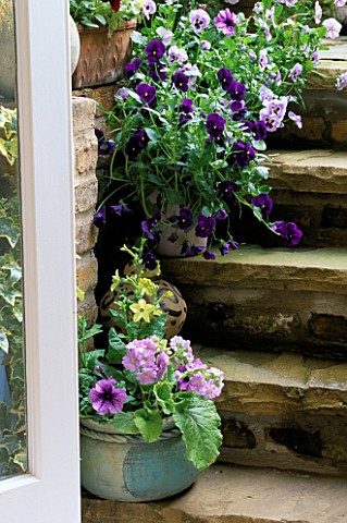 VIEW_OUT_OF_THE_KITCHEN_DOOR_TO_STEPS_WITH_GROUP_OF_POTS_PLANTED_WITH_PANSIES__NICOTIANA_LIME_GREEN_