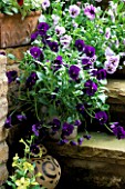 STEPS OUTSIDE THE KITCHEN DOOR WITH POT PLANTED WITH PURPLE PANSIES. LISETTE PLEASANCES LONDON GARDEN