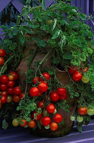 TERRACOTTA_POT_PLANTED_WITH_TOMATO_TUMBLER_AND_PARSLEY_THE_NICHOLS_GARDEN__READING