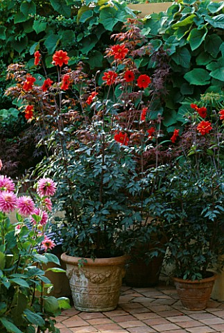 TERRACOTTA_POTS_ON_PATIO_PLANTED_WITH_DAHLIA_BISHOP_OF_LLANDAFF_BEHIND_IS_AN_ACER_AND_VITIS_COIGNETI