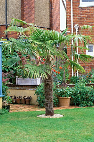 TRACHYCARPUS_FORTUNEI_PLANTED_IN_THE_LAWNTHE_NICHOLS_GARDEN__READING