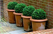 ROW OF TERRACOTTA CONTAINERS WITH BOX BALLS IN FRONT OF BRICK WALL. MODERNISTS TOWN GARDEN DESIGNED BY CHRISTOPHER BRADLEY-HOLE