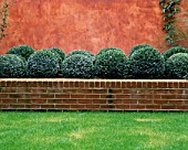 RAISED BRICK EDGED BED OF BOX BALLS IN FRONT OF TERRACOTTA COLOURED ITALIAN POLISHED PLASTER WALL. MODERNISTS TOWN GARDEN DESIGNED BY CHRISTOPHER BRADLEY-HOLE