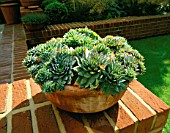 TERRACOTTA CONTAINER PLANTED WITH SEMPERVIVUMS ON BRICK WALL. MODERNISTS TOWN GARDEN DESIGNED BY CHRISTOPHER BRADLEY-HOLE