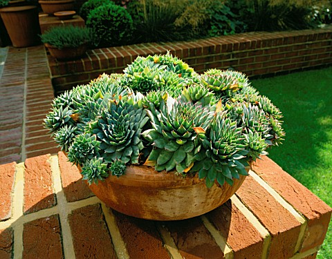 TERRACOTTA_CONTAINER_PLANTED_WITH_SEMPERVIVUMS_ON_BRICK_WALL_MODERNISTS_TOWN_GARDEN_DESIGNED_BY_CHRI