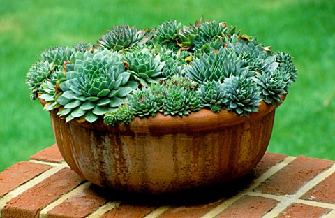 TERRACOTTA_CONTAINER_PLANTED_WITH_SEMPERVIVUMS_ON_BRICK_WALL_MODERNISTS_TOWN_GARDEN_DESIGNED_BY_CHRI