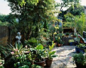VIEW ACROSS THE PATIO TOWARDS THE RAISED DECK & PAINTED SHED. CONTAINERS & BORDERS WITH CANNAS  PALMS  YUCCAS & GERBERAS. ROBIN GREEN & RALPH CADES SEASIDE STYLE GDN  LONDON.