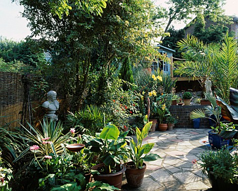 VIEW_ACROSS_THE_PATIO_TOWARDS_THE_RAISED_DECK__PAINTED_SHED_CONTAINERS__BORDERS_WITH_CANNAS__PALMS__
