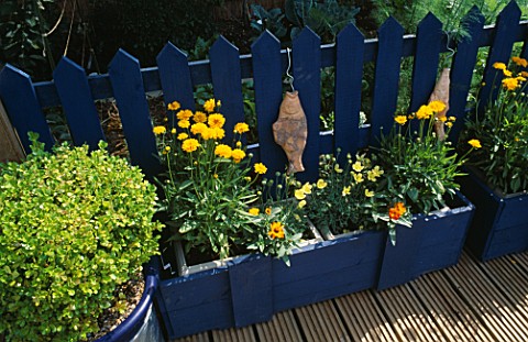 COBALT_BLUE_FENCE_WITH_CERAMIC_FISH_AND_THE_CONTRASTING_COLOUR_OF_COREOPSIS_SUNBURST_ROBIN_GREEN_AND