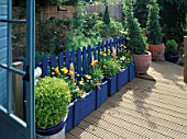 VIEW ACROSS THE RAISED DECKED PATIO. COBALT BLUE FENCE WITH CERAMIC FISH & THE CONTRASTING COLOUR OF COREOPSIS SUNBURST. ROBIN GREEN & RALPH CADES SEASIDE STYLE GARDEN  LONDON.
