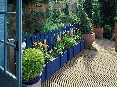 VIEW_ACROSS_THE_RAISED_DECKED_PATIO_COBALT_BLUE_FENCE_WITH_CERAMIC_FISH__THE_CONTRASTING_COLOUR_OF_C