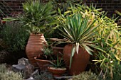 A RIBBED TURKISH TERRACOTTA CONTAINER HOLDS CHAMAEROPS HUMILIS. OTHER  CONTAINERS ARE FILLED WITH CAREX VARIEGATA & ECHEVERIAS. RALPH GREEN & ROBIN CADES SEASIDE STYLE GDN  LONDON