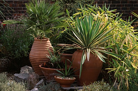 A_RIBBED_TURKISH_TERRACOTTA_CONTAINER_HOLDS_CHAMAEROPS_HUMILIS_OTHER__CONTAINERS_ARE_FILLED_WITH_CAR