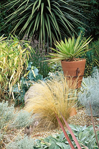 PHORMIUM_COOKIANUM_IN_A_TERRACOTTA_CONTAINER_AND_IRON_STAND_CREATES_FOCUS_AMONGST_THE_GRASSES_IN_THE