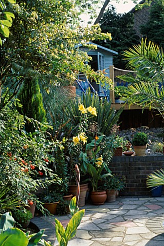 LILIUM_AFRICAN_QUEEN_AND_CANNAS_ARE_AMONGST_THE_PLANTING_NEXT_TO_THE_PATIO_WITH_PAINTED_SHED_ON_RAIS