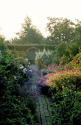 LATE_SUMMER_SUNLIGHT_ON_THE_ROSE_WALK_BRICK_PATH_LEADS_THROUGH_NEPETA__GERANIUMS__ROSES_AND_DELPHINI