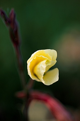 FLOWER_OF_OENOTHERA_BEGINNING_TO_UNFURL_PART_OF_A_TIME_LAPSE_SERIES