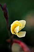 FLOWER OF OENOTHERA BEGINNING TO UNFURL. PART OF A TIME LAPSE SERIES.