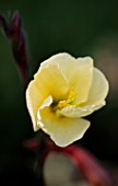 FLOWER OF OENOTHERA HALF WAY THROUGH  UNFURLING. PART OF A TIME LAPSE SERIES.