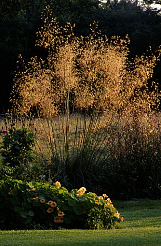 EVENING_SUNLIGHT_CATCHES_STIPA_GIGANTEA_WITH_APRICOT_COLOURED_TROPAEOLUM_IN_THE_FOREGROUND_WEST_SILC