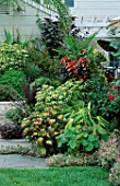 FOLIAGE PLANTS IN CONTAINERS ARRANGED ON WOODEN STEPS UP TO THE VERANDAH IN BILL SMITH AND DENNIS SCHRADERS GARDEN  LONG ISLAND  USA
