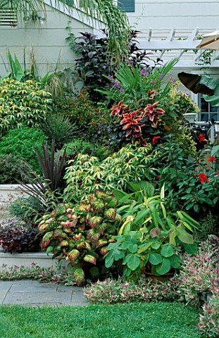 FOLIAGE_PLANTS_IN_CONTAINERS_ARRANGED_ON_WOODEN_STEPS_UP_TO_THE_VERANDAH_IN_BILL_SMITH_AND_DENNIS_SC