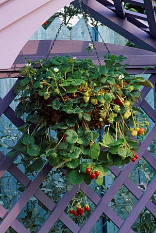 HANGING_BASKET_INSIDE_A_MAUVE_PAINTED_WOODEN_COVERED_SEAT_PLANTED_WITH_STRAWBERRY_FRANNY