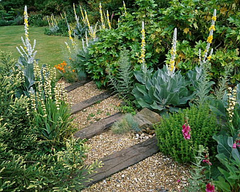 DENMANS_GARDEN__SUSSEX_GRAVEL_RIVER_WITH_RAILWAY_SLEEPER_STEPS_PLANTED_WITH_VERBASCUM_OLYMPICUM__SIS